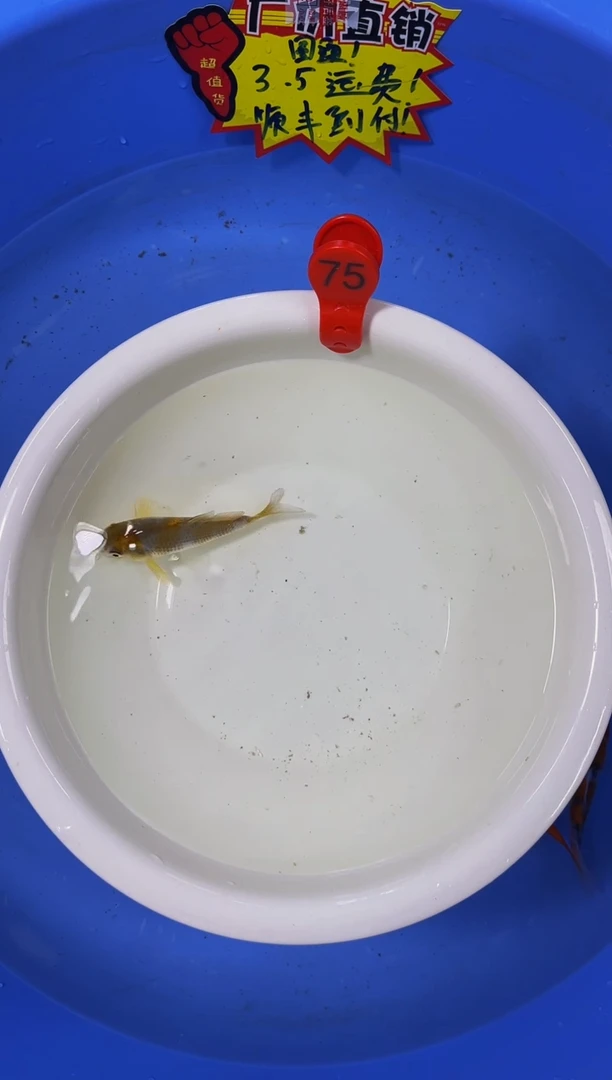 锦鲤活体二号链接