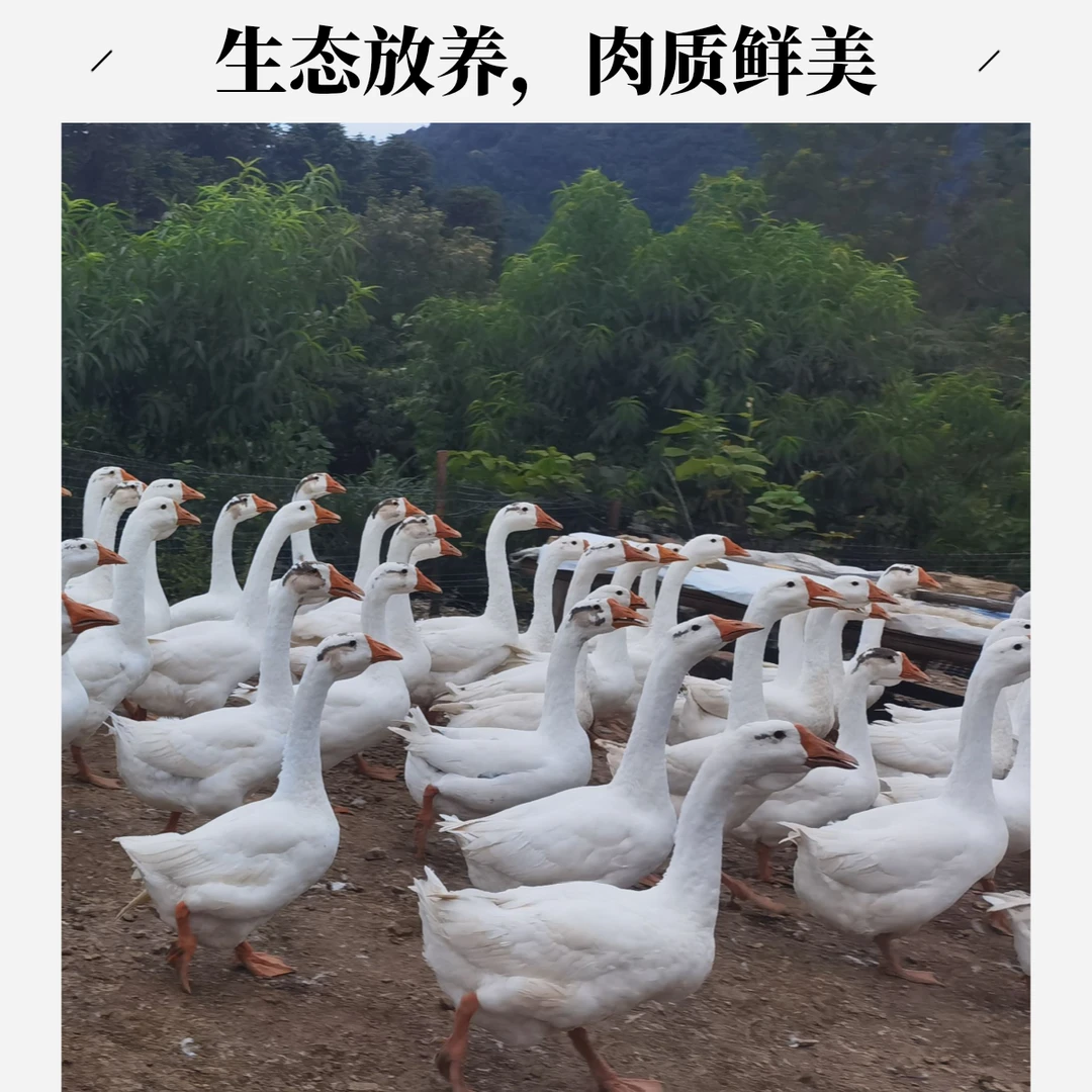 麻阳高山农家散养大白鹅 顺丰冷链包邮