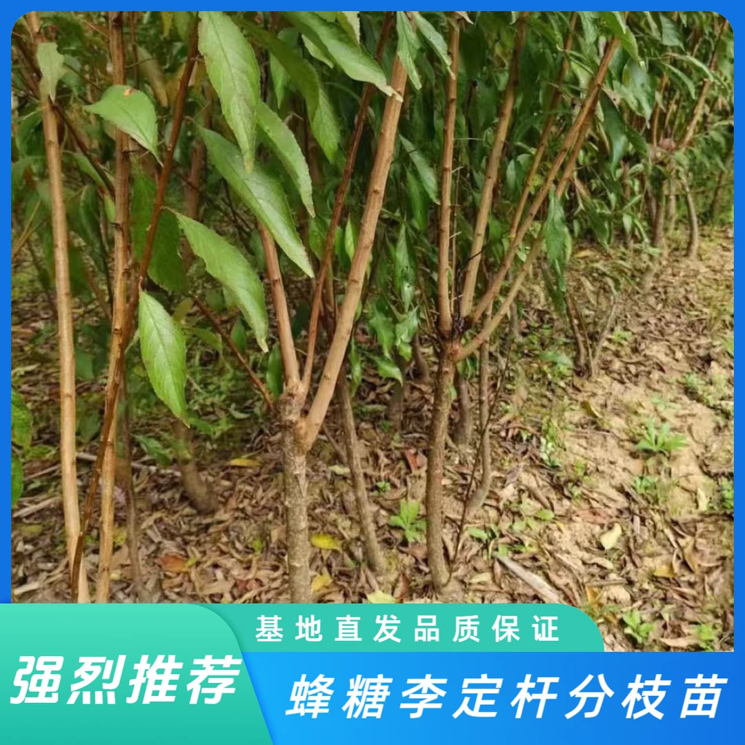 6-7月成熟蜂糖李 定杆分枝苗 裸根苗  南北均可种植，