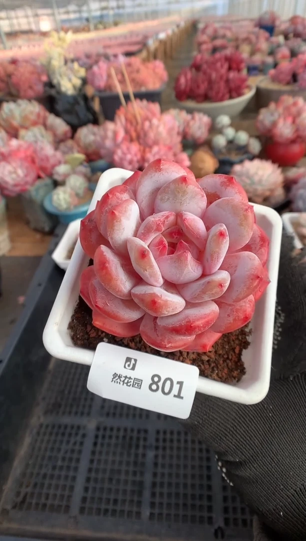 801雪天使多肉植物一物一拍