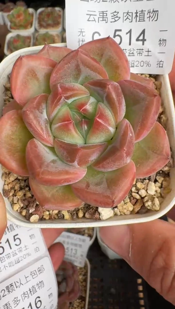 513带盆土发(6.5cm杯）一物一拍 珍妮多肉