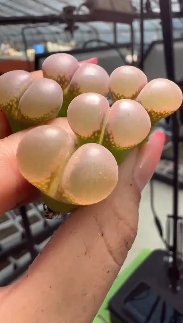 20-27多肉植物肉锥一颗