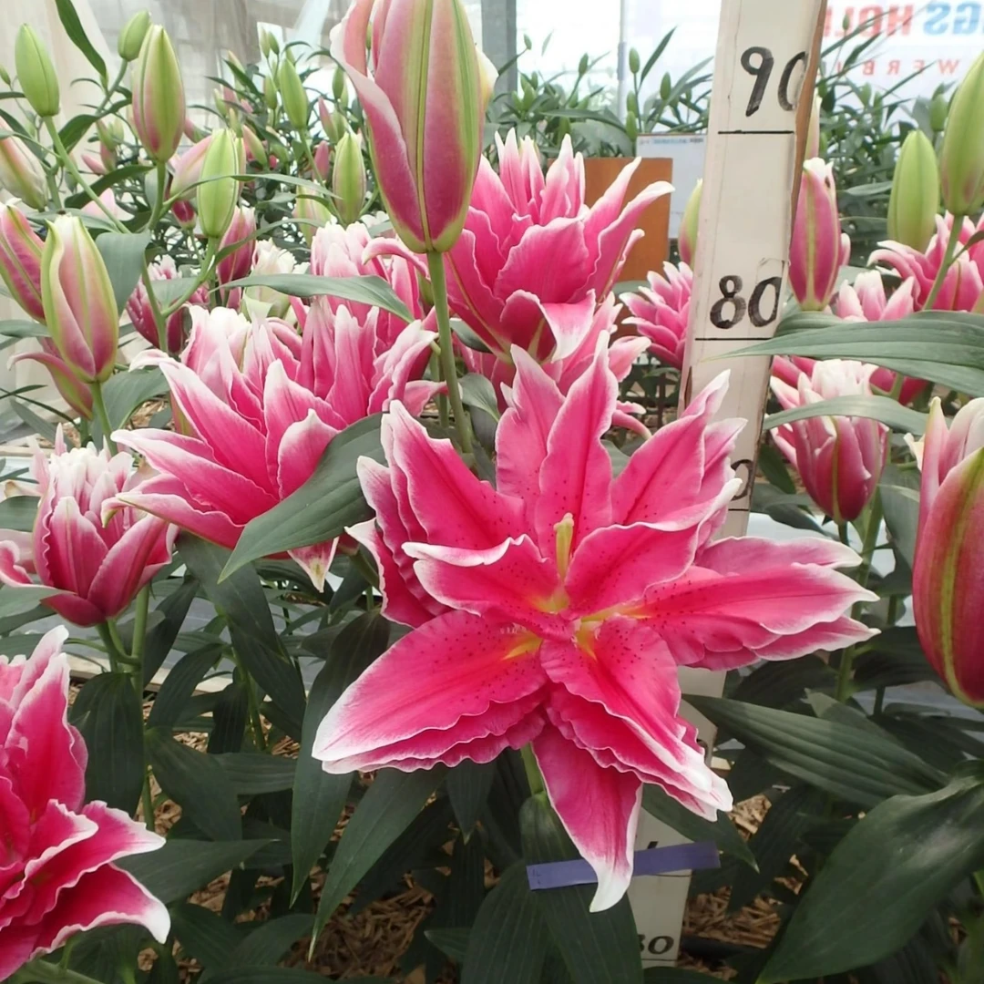 【双重幻想】12/14 重瓣百合香水百合种球种植进口种球栽种鲜花种球