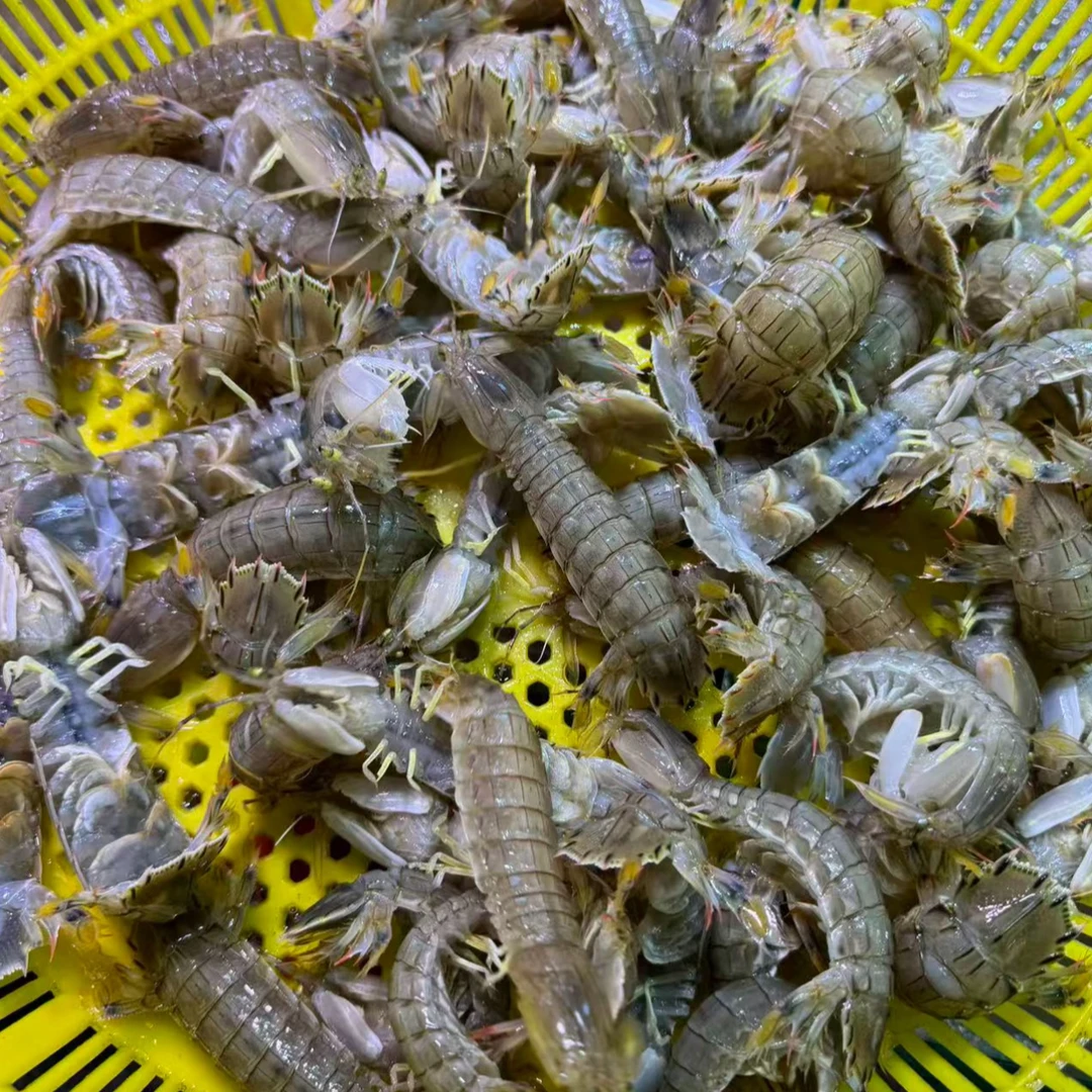 【顺丰包邮】1斤渤海湾野生皮皮虾爬虾虾爬子少许带籽保鲜不保活