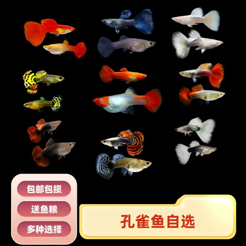 精品孔雀鱼 自选 多种选择 小型热带胎生淡水鱼 活体入缸不包损