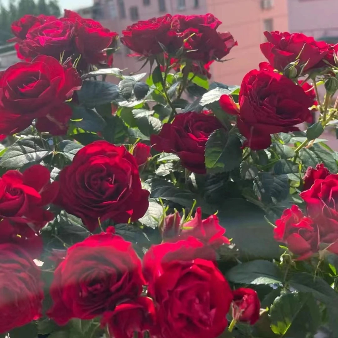 庭院阳台盆栽月季花卉绿植四季开花浓香大花中国红