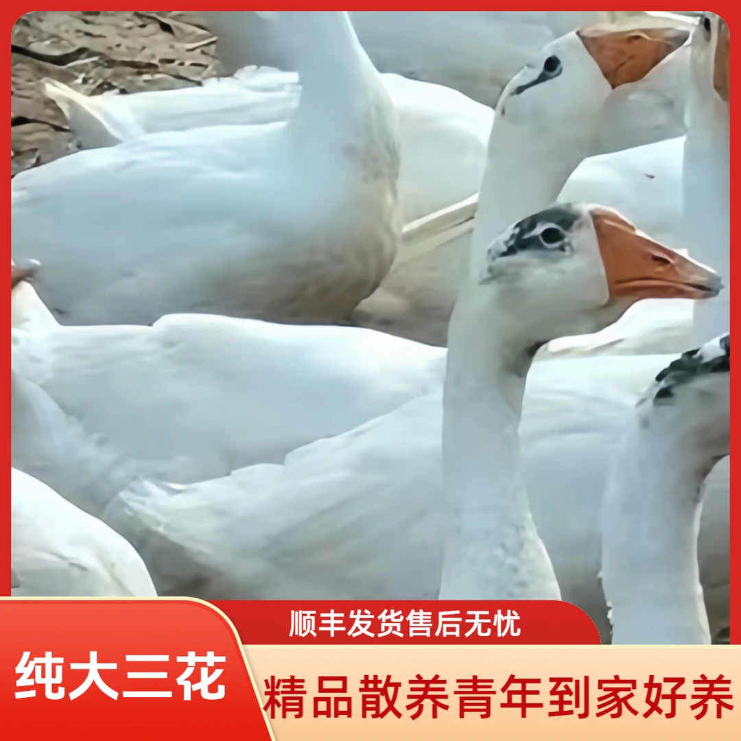 单只5斤青年大三花下蛋亲人好养顺丰包邮到家凤头鸭鹅宠物