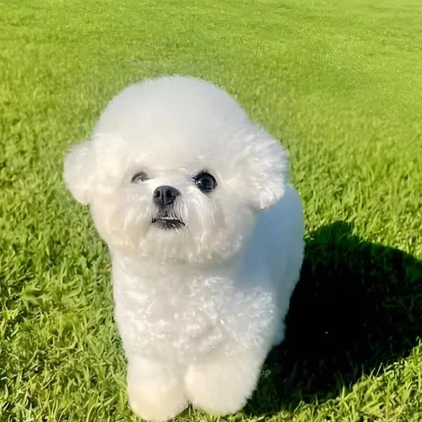 精致萌宠屋 韩系小体比熊犬甜美萌系陪伴小狗