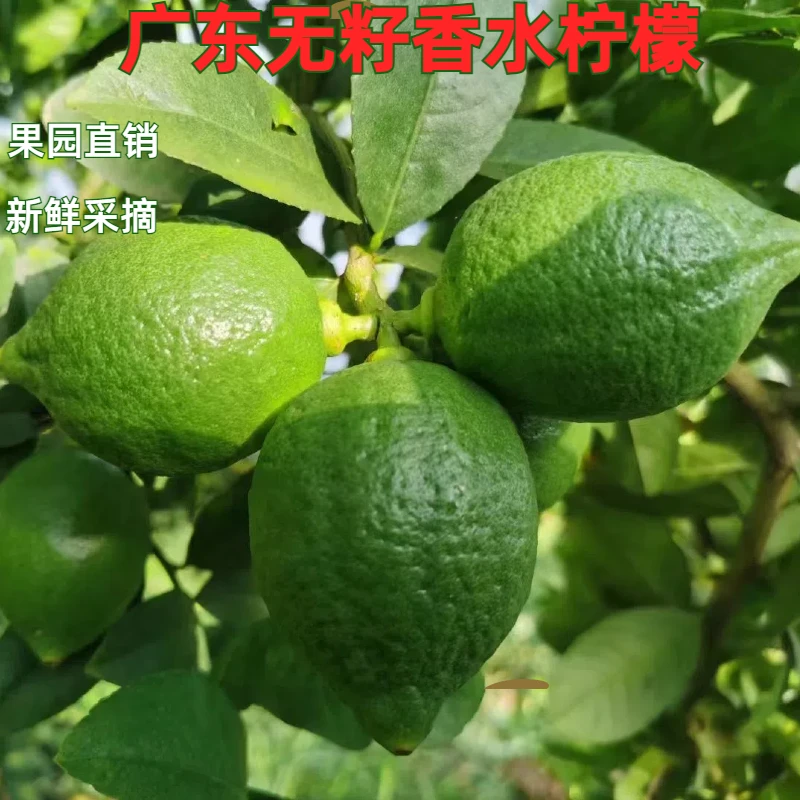 【特大果】广东无籽香水柠檬5/10斤奶茶店专用正宗新鲜果园直发特惠