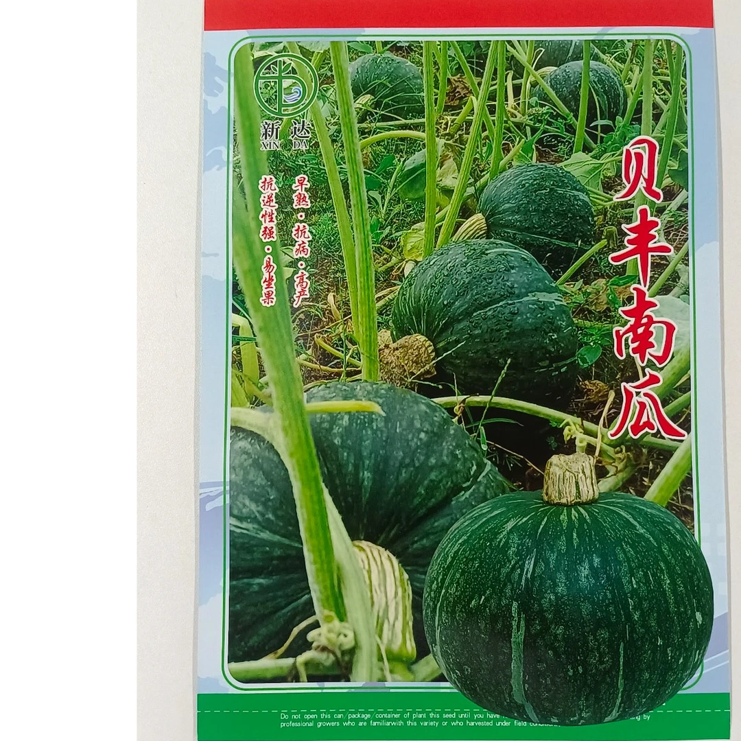 贝丰板栗南瓜高产肉厚粉甜高品质板栗南瓜种子