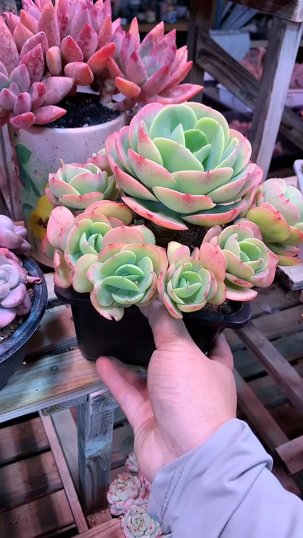 【闪购商品】515JJJ