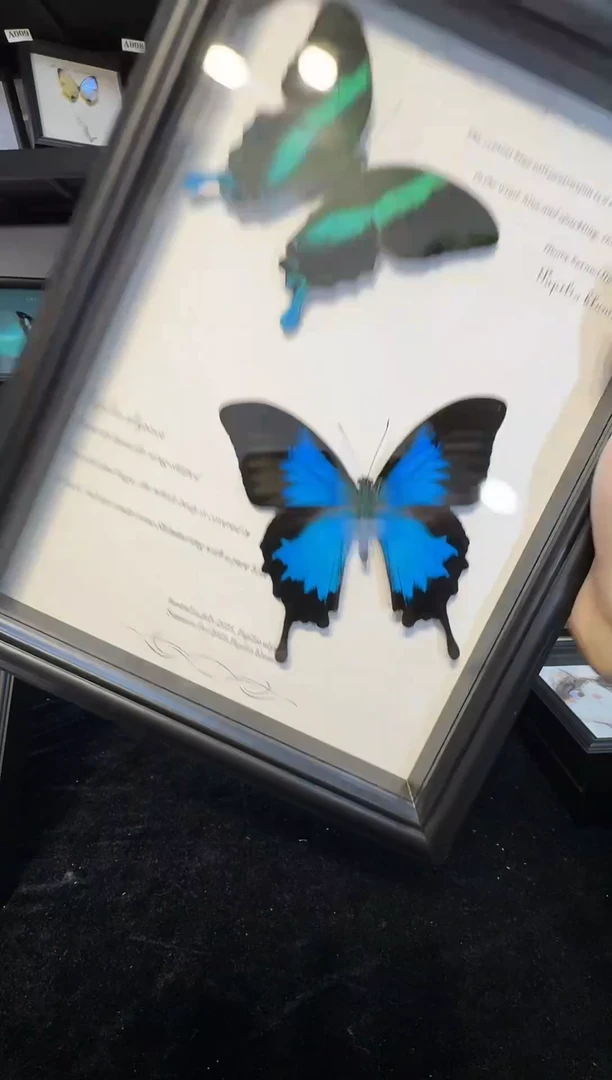 玻璃单蝶天堂一物一拍.真实蝴蝶标本