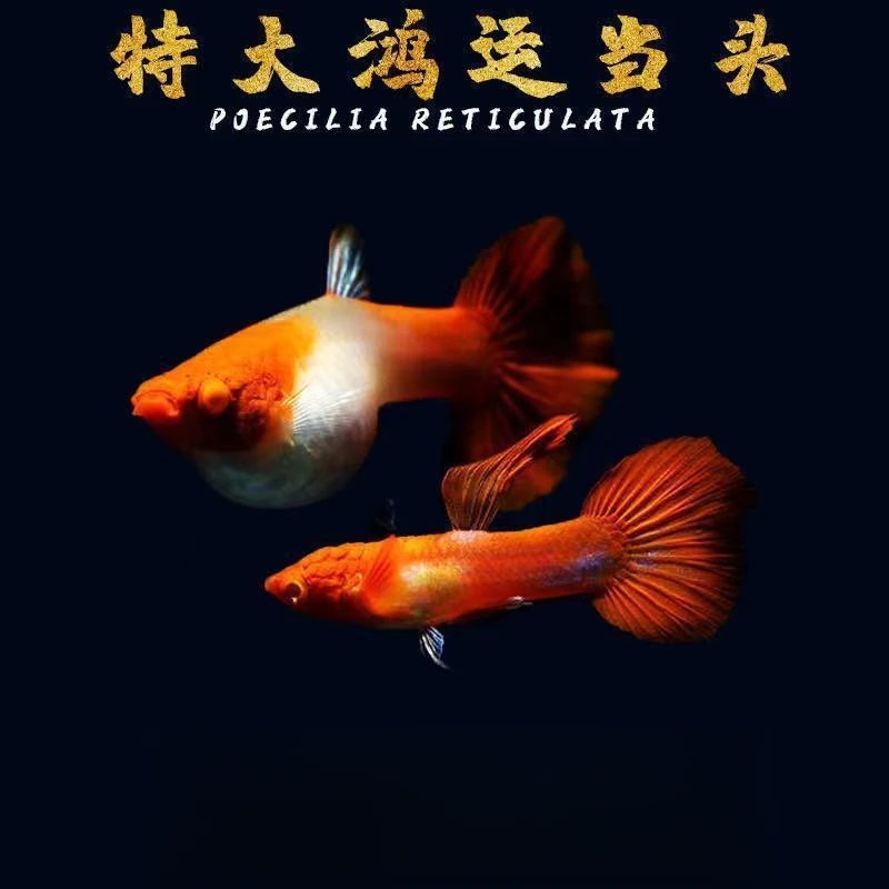 【鸿运当头】纯种孔雀鱼6条易繁殖观赏鱼孔雀鱼淡水小型淡水热带鱼