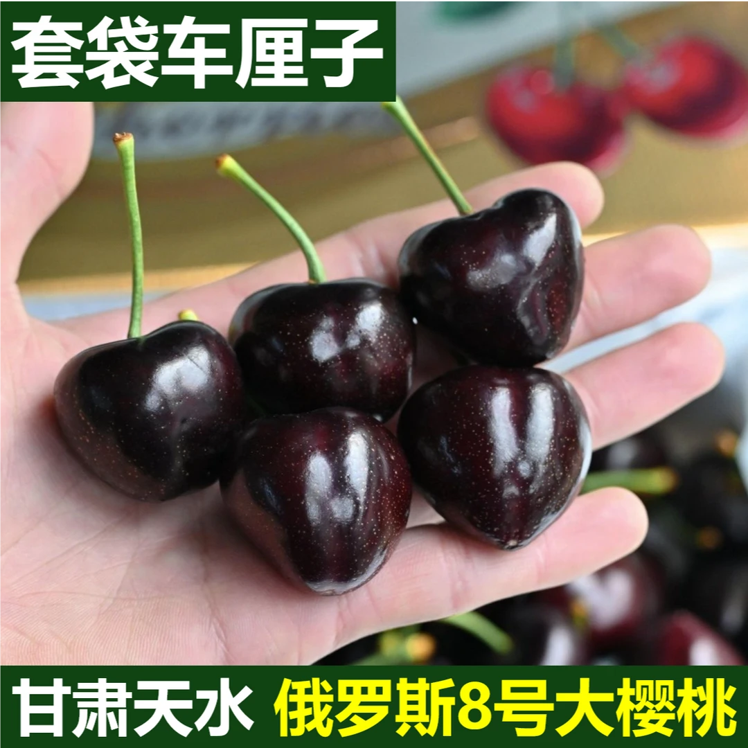 【俄罗斯8号】天水套袋大樱桃车厘子 果农直发