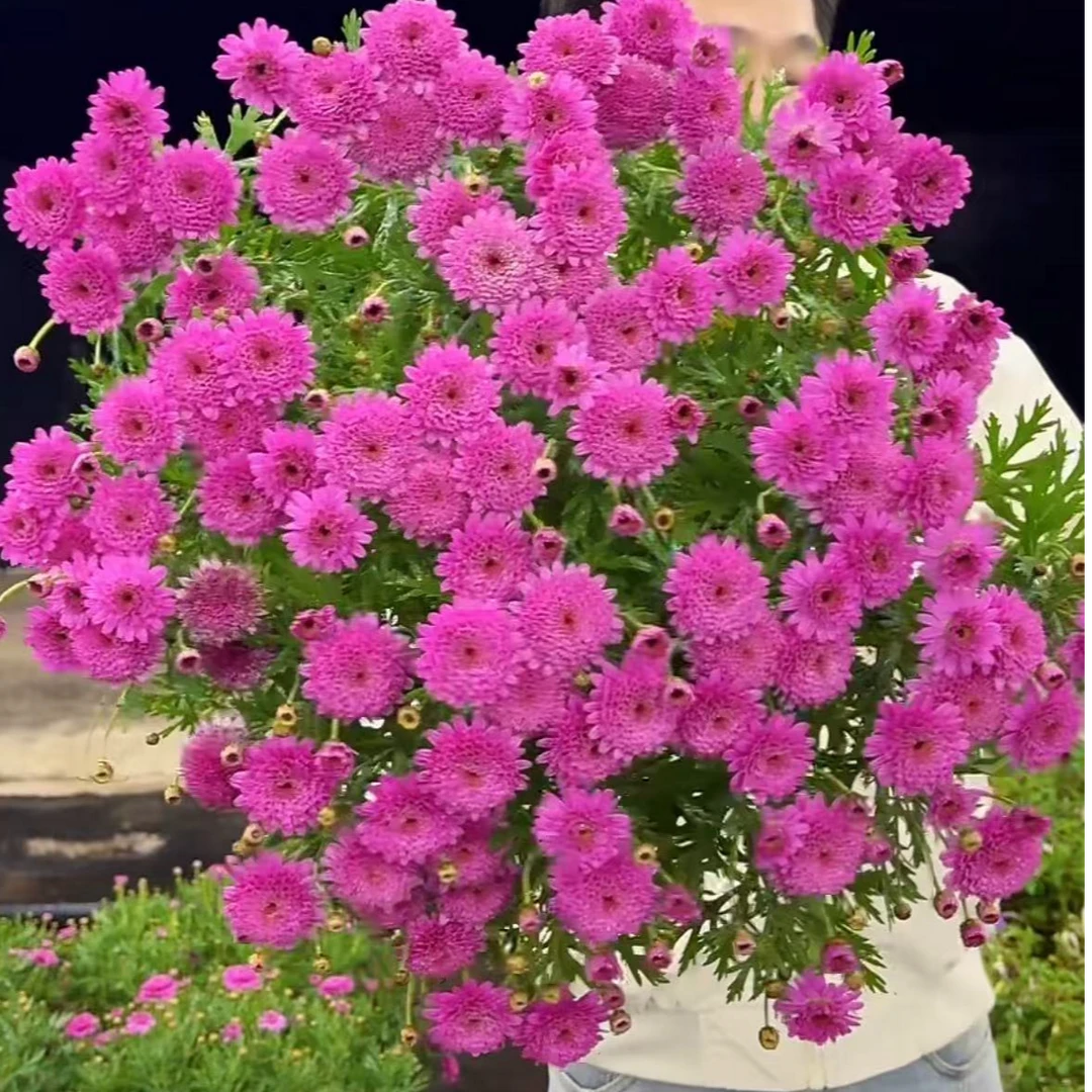 玛格丽特【重瓣粉】盆栽阳台庭院四季开花耐热植物