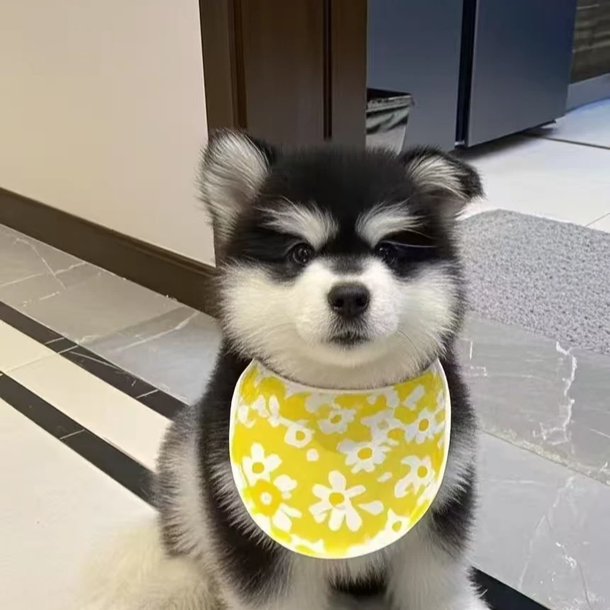 小可爱家的阿拉斯加活体链接