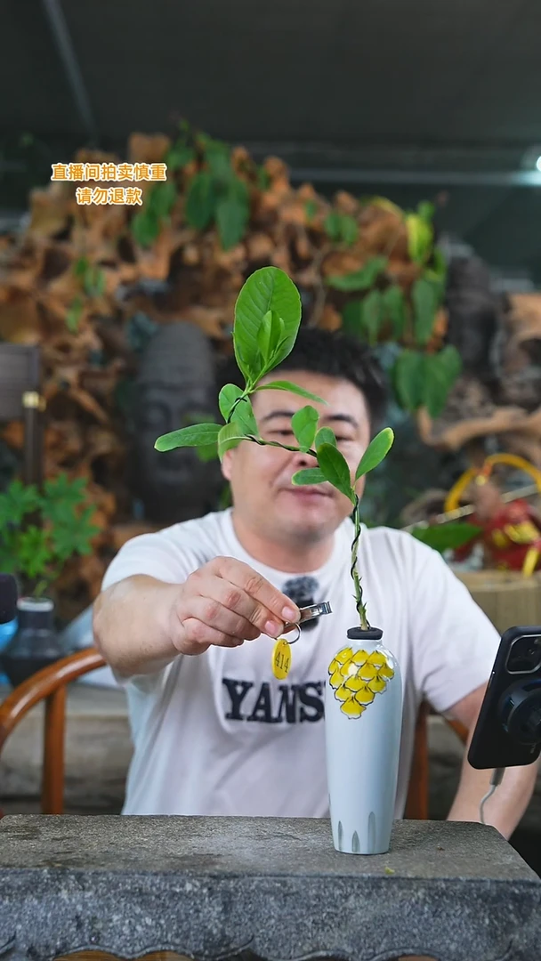当前无花栽培后可以开花414香水柠檬+