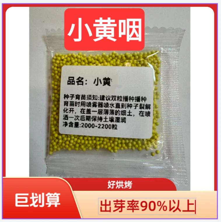 H小黄咽，产量高抗病强的饵料适合大部分地区种植