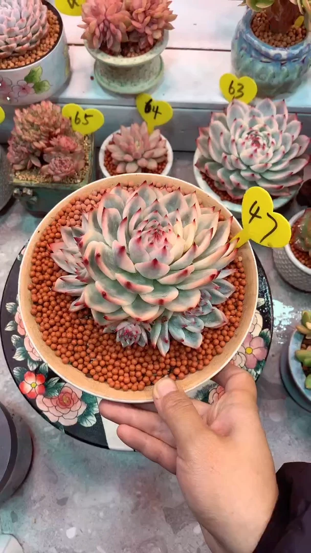 47 吉娃娃锦（四头自然群）13.5公分