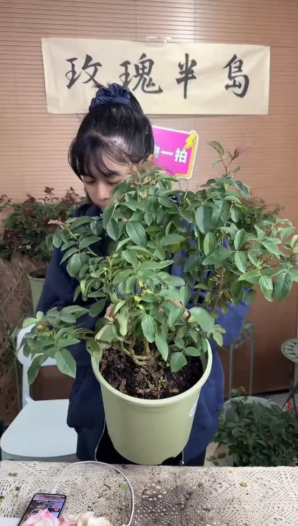 鹤梦3加仑根接苗