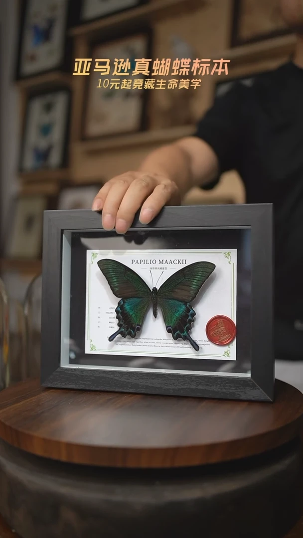 有机玻璃绿带翠凤蝶夏型8寸黑框国风版