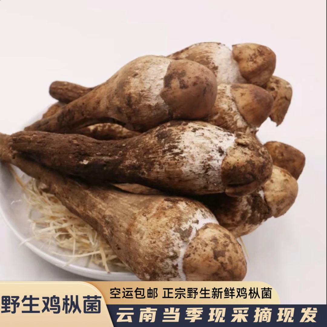 【云南新鲜野生鸡枞菌】产地供应现采现发鲜蘑菇人工挑选鲜香煲鸡汤