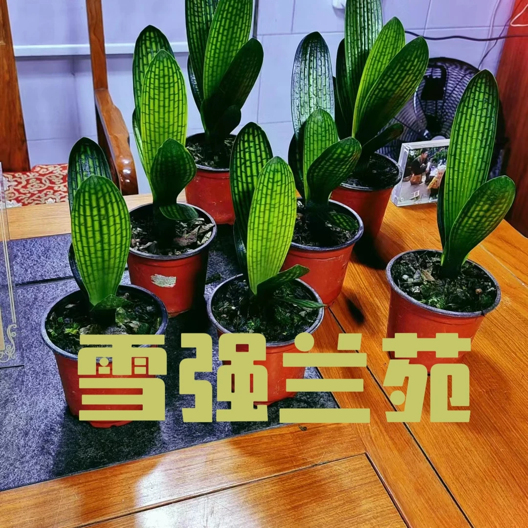 精品君子兰绿植室内观赏植物