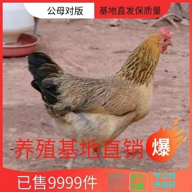 麻羽绿壳蛋宠物鸡顺丰包邮到家