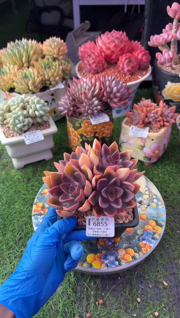 昆明印象多肉6855