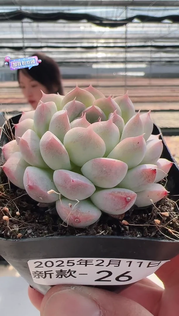 【闪购商品】新款多肉-26