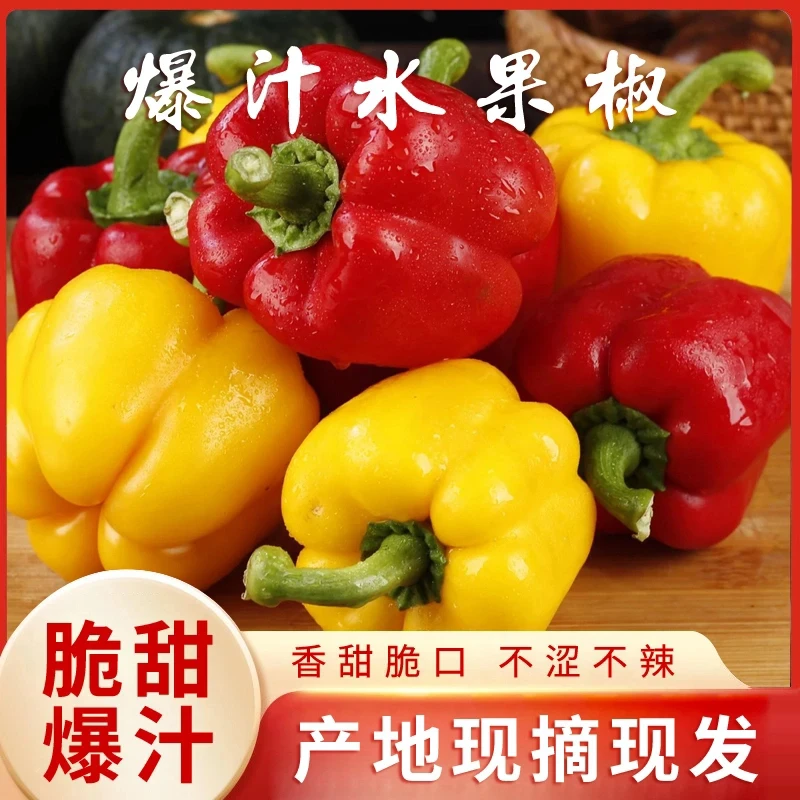 【爆汁水果椒10】脆甜爆汁山东现摘红黄绿三色五彩椒水果椒新鲜