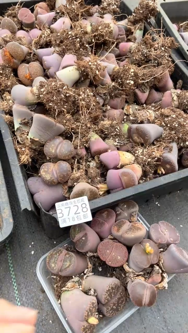3728特价日轮玉全部有疤瑕疵长腿发货1颗量拍