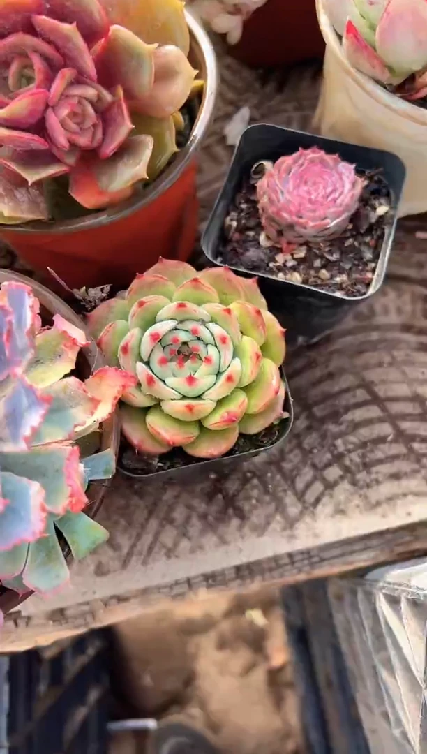 钢****跳多肉植物一物一拍04204