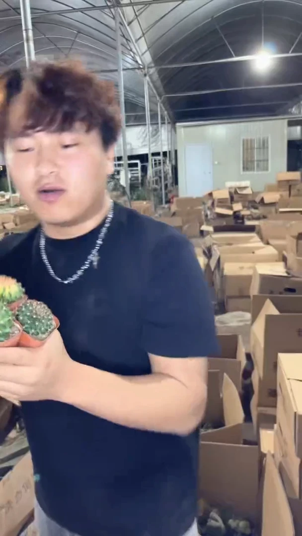 5颗 翠皇冠缀化 3-5cm