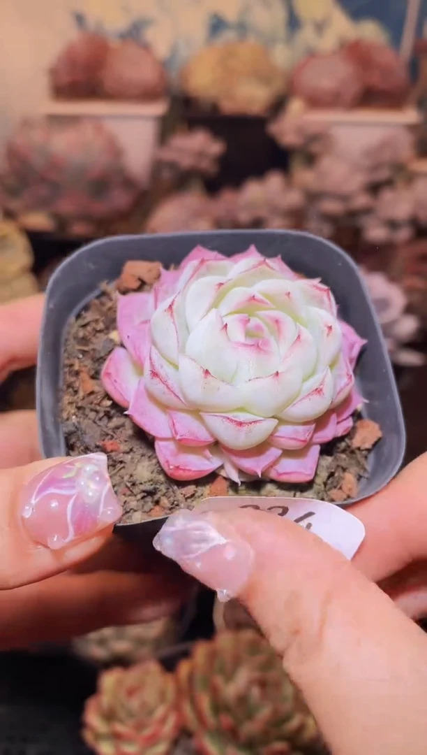 【闪购商品】024玉簪