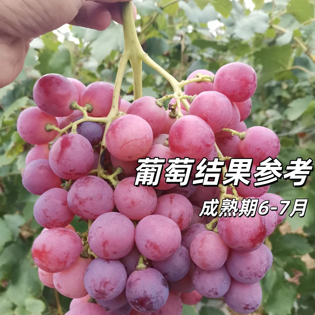 葡萄苗南方种植北方品种嫁接一树多果蓝宝石室内室外盆栽果树苗
