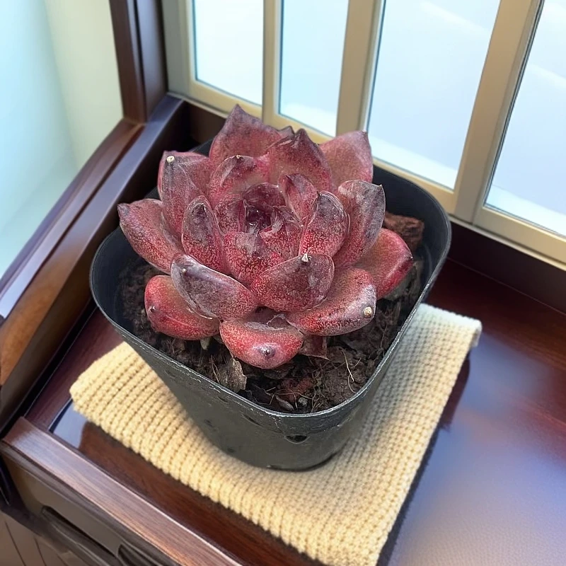 黑橙优选重庆森林多肉盆口6.5厘米带盆土发货办公室阳台庭院盆栽