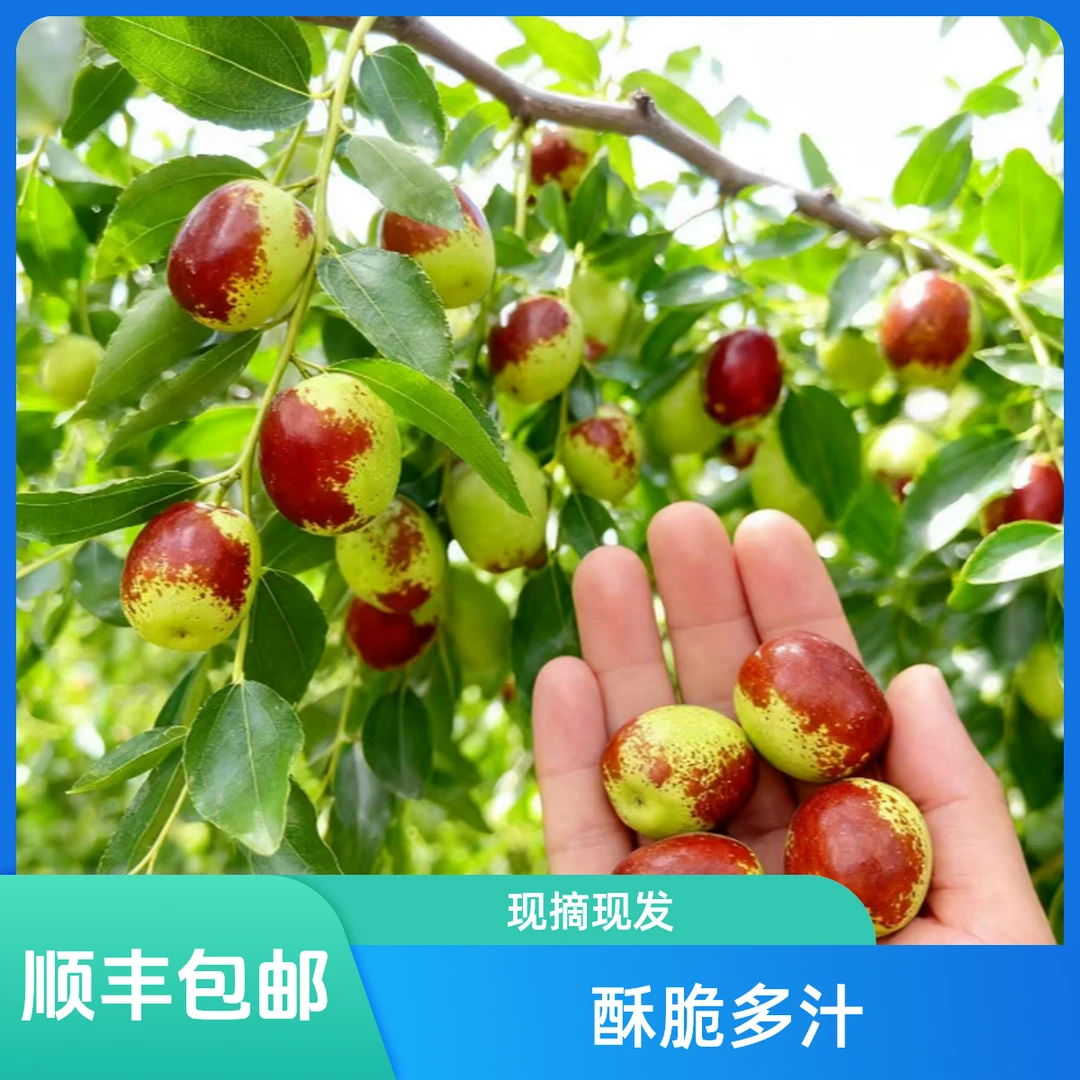 【顺丰包邮】甘肃特产新鲜脆枣现摘现发靖远酥脆多汁整箱包邮水果