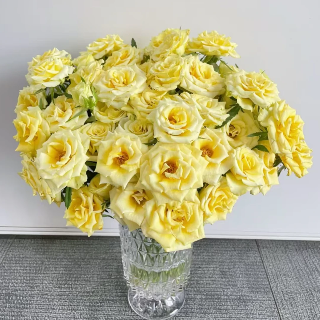 【黄金时代】多头玫瑰鲜花/花束  云南鲜花基地直发