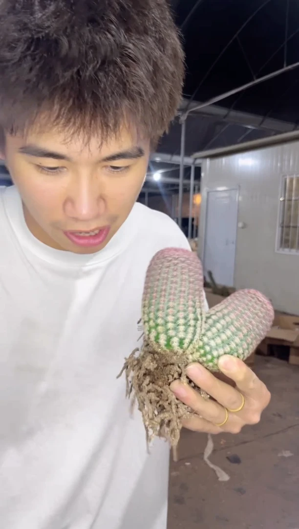 双头 红太阳【带根】