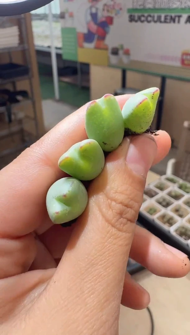 17-308多肉植物肉锥皮卡丘一颗