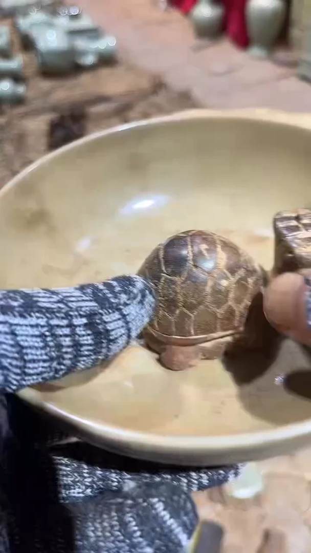 速度大大伟大萨瓦撒旦伟大
