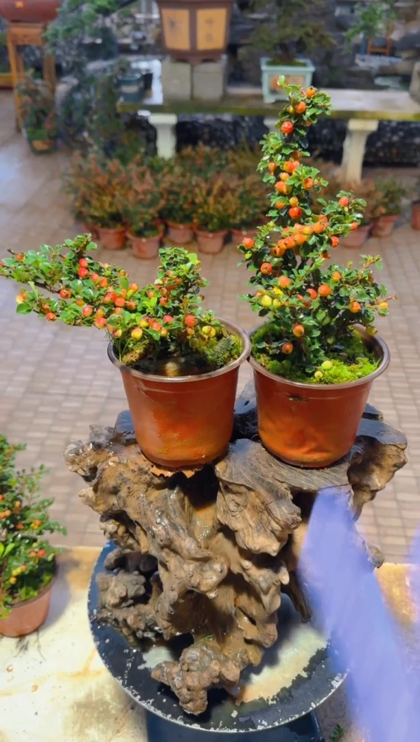 当前无花朵，栽培后可花朵西施大果  拍一发二  随机发货