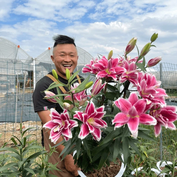 进口百合花种球《迪奥 周长18/20cm》重瓣有香味多年生