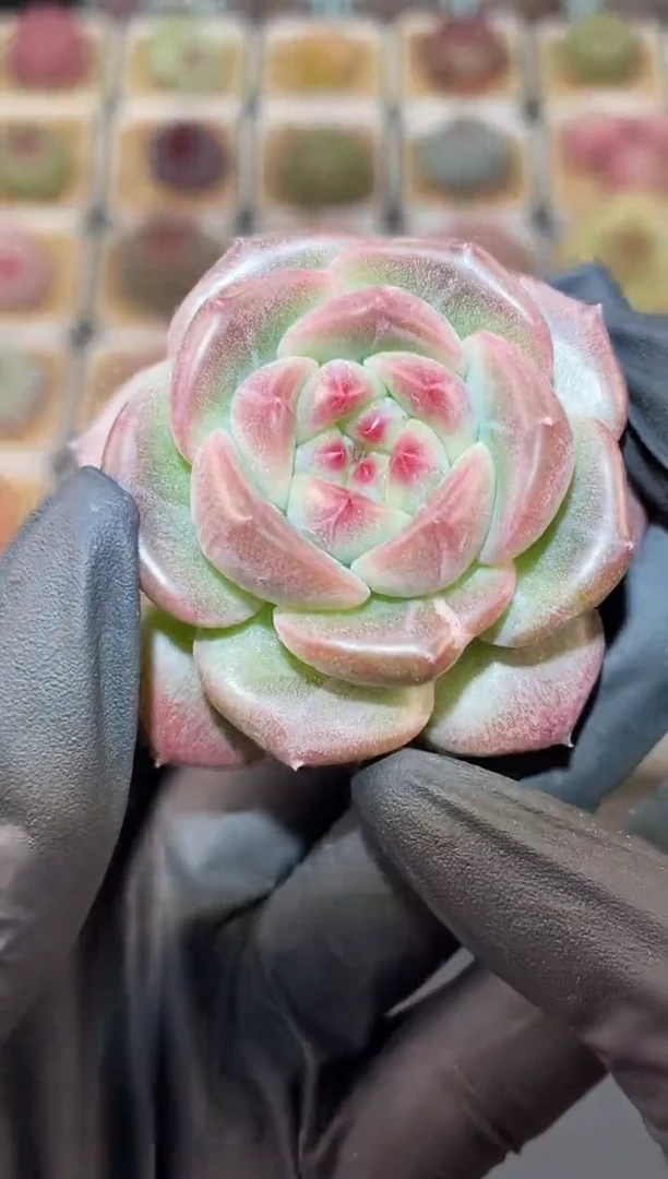 闪购3104 王者多肉一颗 4.5-5厘米