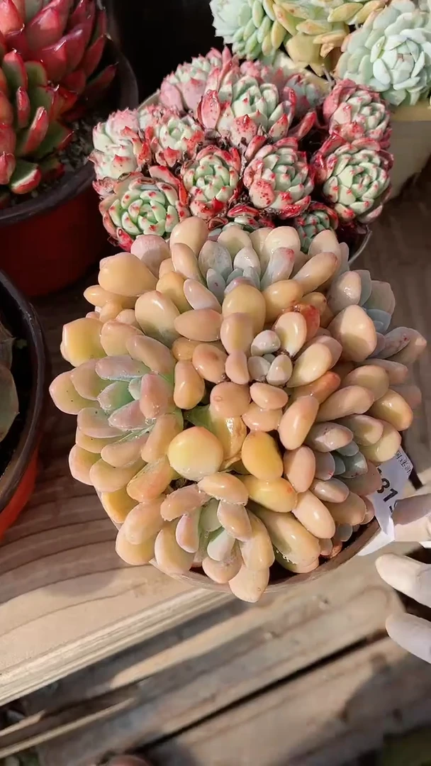 【闪购商品】18198