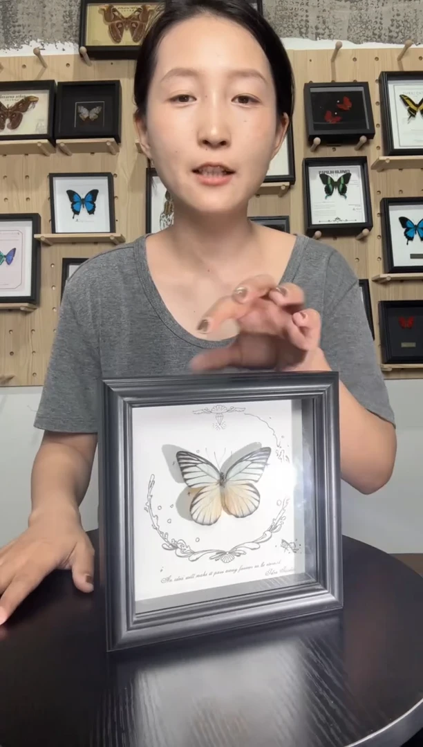 锯粉蝶蝴蝶标本装饰画6寸框