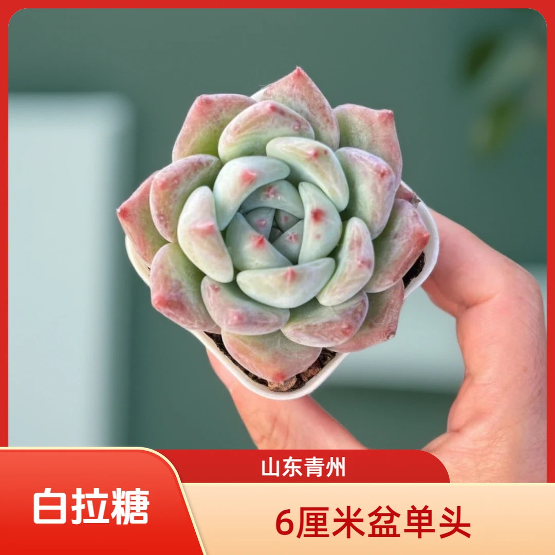 精品白拉糖6厘米盆老桩多肉