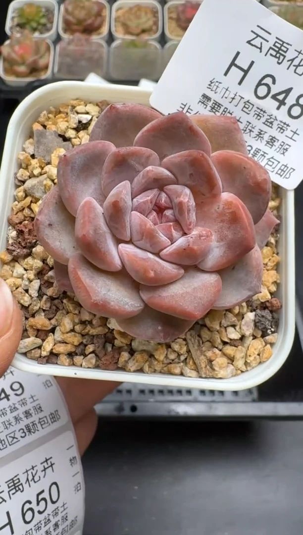 648H云禹多肉植物 带盆土纸巾打包 当天拍3颗包邮