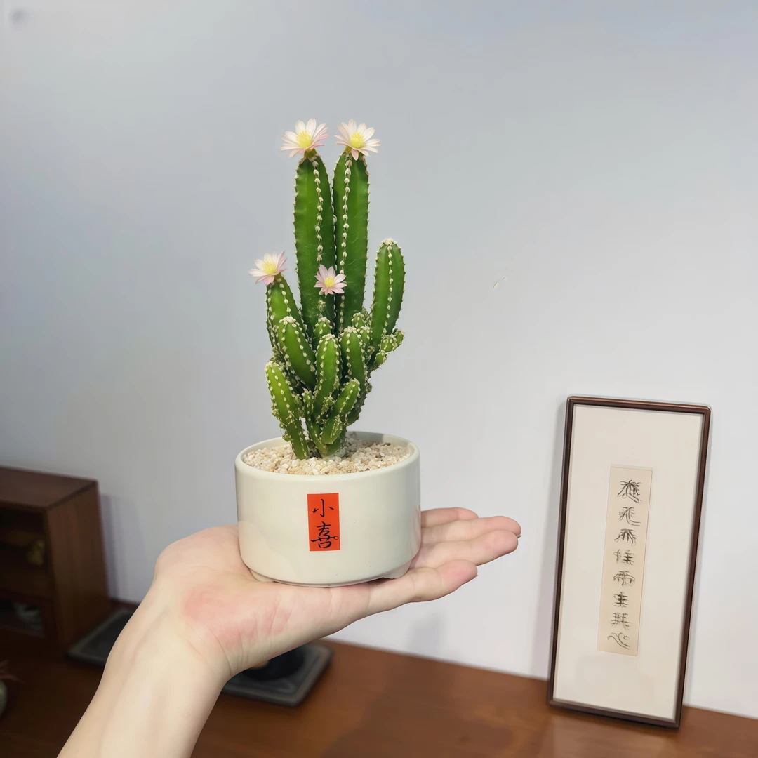 万重山吸财树室内好养易货办公桌桌面迷你绿植